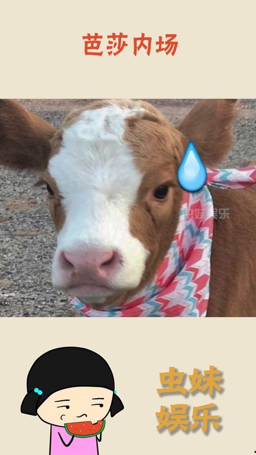 娱乐吃瓜酱社牛闺蜜,揭秘娱乐圈背后的秘密生活  第2张